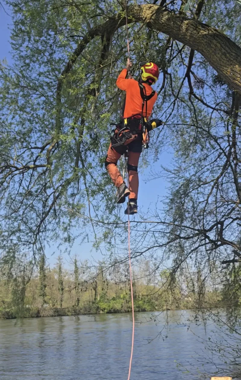 Élagage professionnel